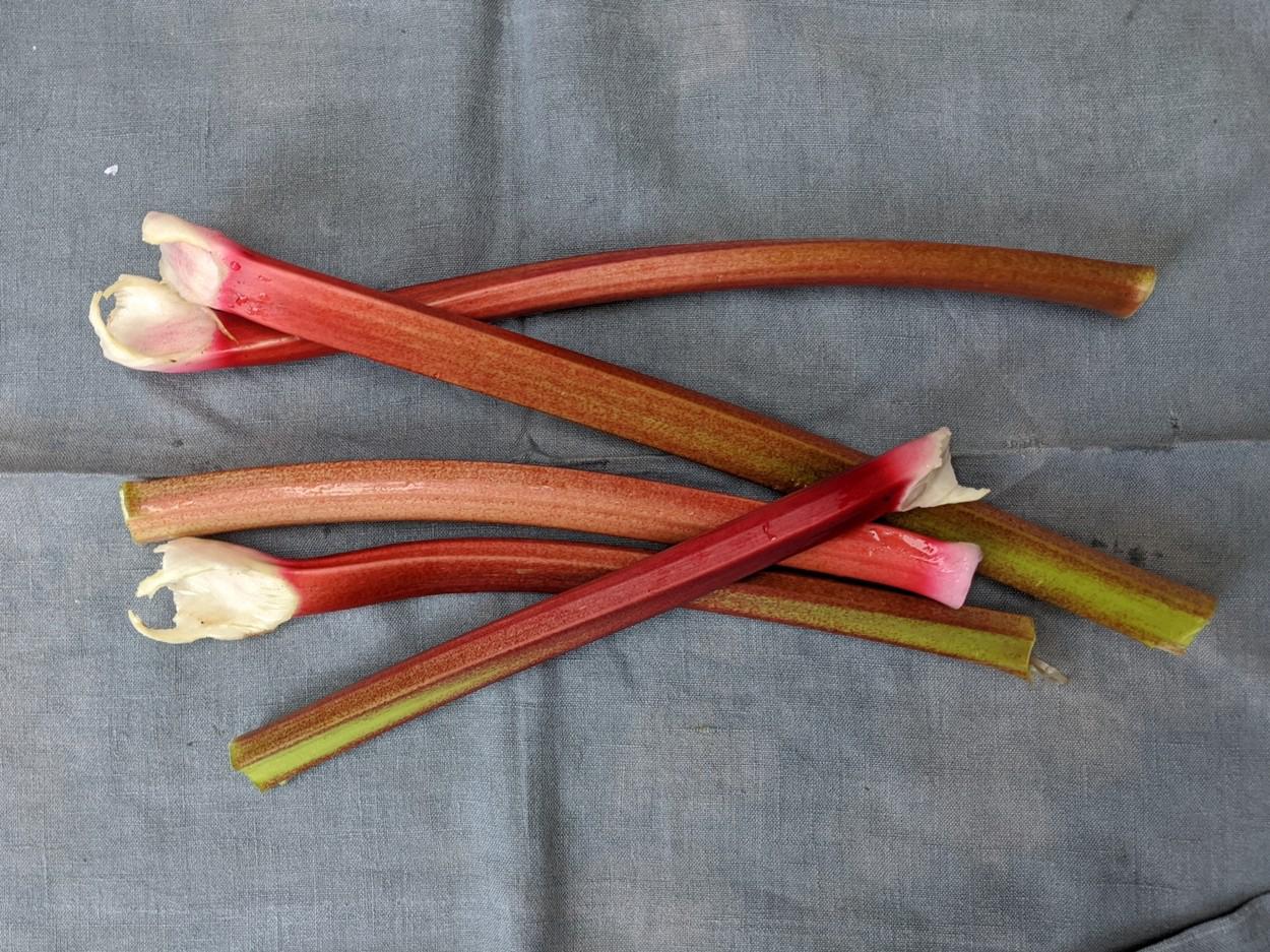 Freshly picked sticks of rhubarb drying on a linen cloth